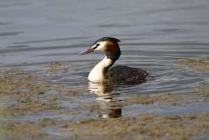 gt_crested_grebe_11