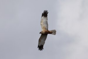 Marsh harrier flyby