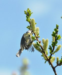 Blue tit nibbling willow catkins