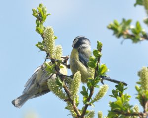 Two blue tits nibbling willow catkins