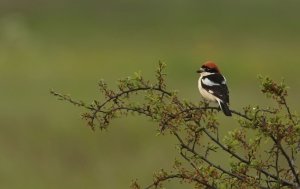 Woodchat Shrike, female