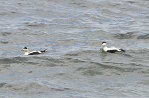 Pair of male eider ducks