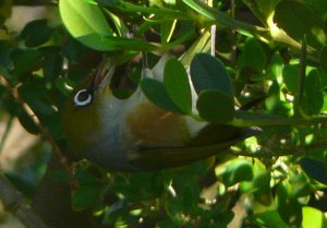 Silvereye subspecies 2