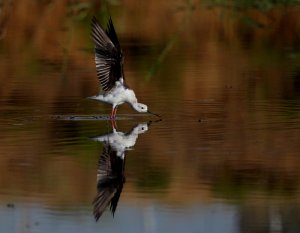 Black-winged stilt