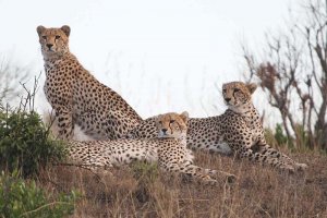 Cheetah trio