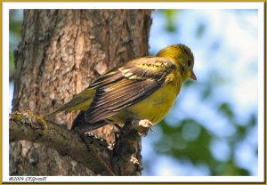 Western Tanager