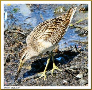 Short-billed Dowitcher