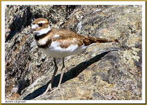 Killdeer