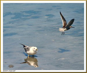 Mew Gull  and Dowitcher