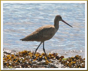 Marbled Godwit