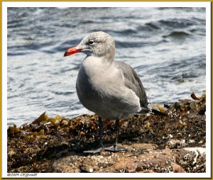 Heermann's Gull