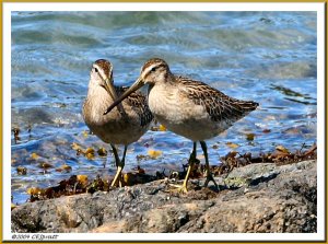 Short-billed Dowitcher