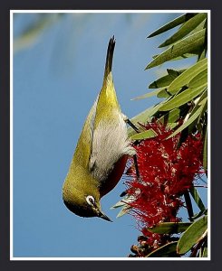 Cape White-eye