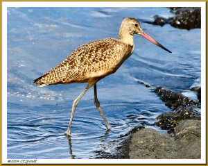 Marbled Godwit