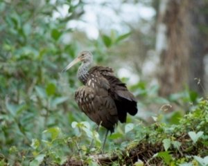 LIMPKIN