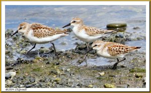 Western Sandpipers