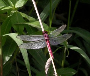 A red dragonfly