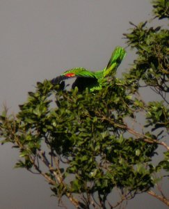 Red necked parrot flapping