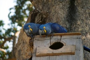 hyacinth_macaw