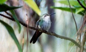 Cuban Emerald female