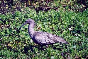 Plumbeous Ibis