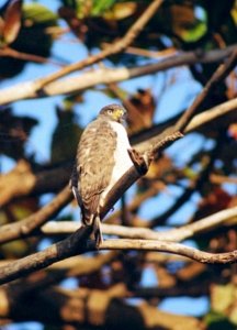 Roadside Hawk