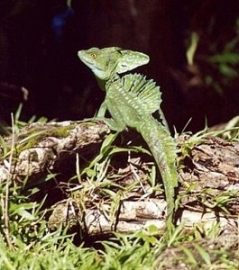 Green Basilisk