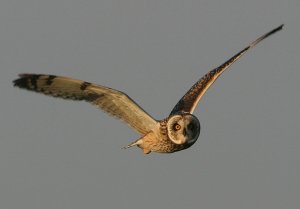 Short-eared Owl