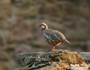 Red-Legged partridge