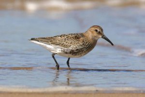 Dunlin