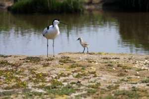 Avocet with chick