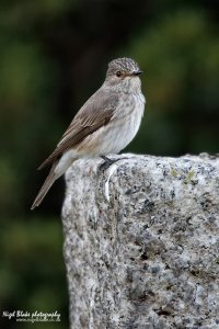 Spotted Flycatcher