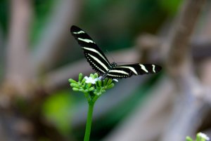 In the Butterfly Garden