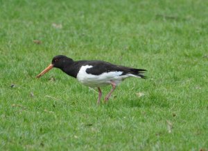 Oystercatcher catching worms