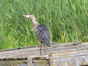 Great Blue Heron shaking