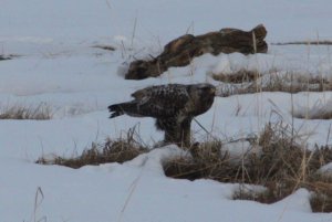 Rough-legged Hawk