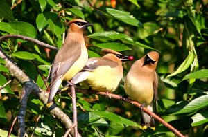 The Cedar Waxwing Family