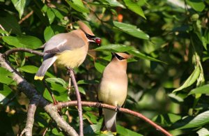 Cedar Waxwing