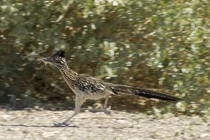 Greater Roadrunner