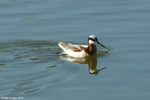 Wilson's Phalarope