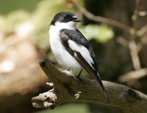 Pied Flycatcher