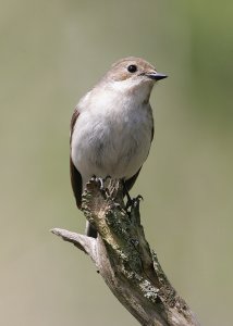Pied Flycatcher (Female)