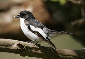 Pied Flycatcher (Male)