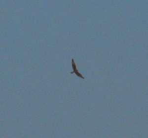 Distant bird of prey