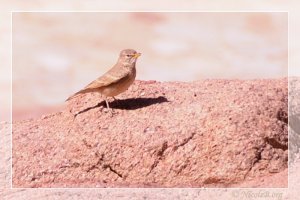 Desert Lark