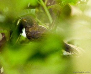 chestnut capped brush finch