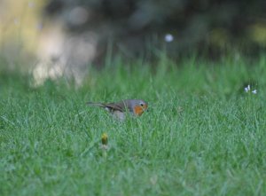 One more of the robin "playing peekaboo" in the dewy grass