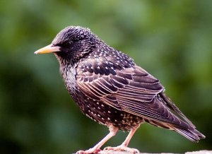 Starling