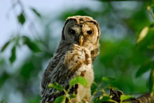 Barred Owl