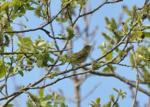 Willow warbler warbling in the willow